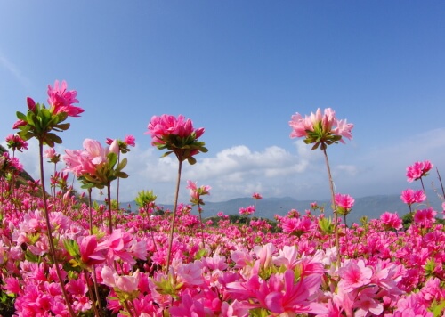 不老山総合公園のツツジ