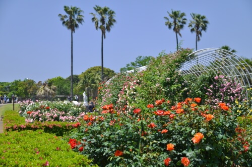 森きららのバラ