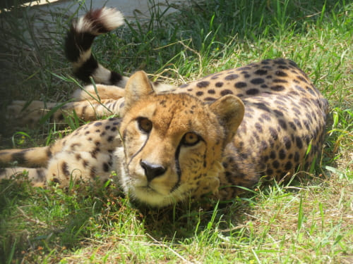 チーター
