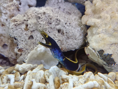 ハナヒゲウツボ