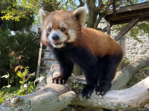 レッサーパンダ