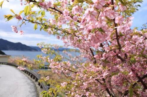 河津桜