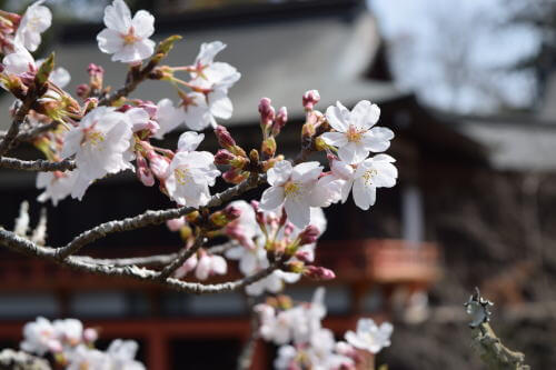 宇佐神宮の桜