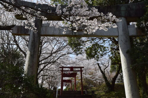 響山公園の桜