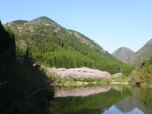 香下ダムの桜