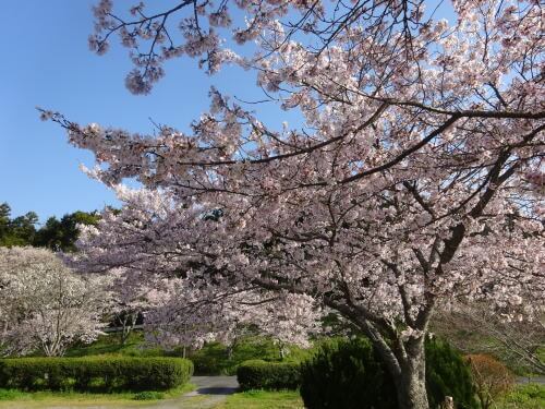 家族旅行村「安心院」の桜
