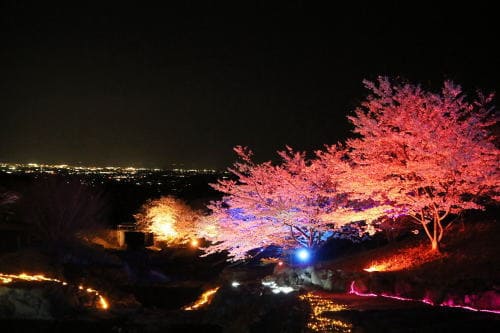 夜桜お八