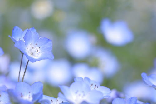 くじゅう花公園 ネモフィラフェスティバル 大分のイベント 祭り 九州の最新情報なら ふくおかサポートねっと くじゅう花公園 ネモフィラフェスティバル 大分のイベント 祭り 九州の最新情報なら ふくおかサポートねっと