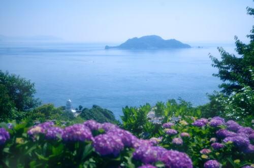 関崎海星館のあじさい 大分のイベント 祭り 九州の最新情報なら ふくおかサポートねっと