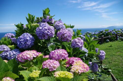 関崎海星館のあじさい 大分のイベント 祭り 九州の最新情報なら ふくおかサポートねっと