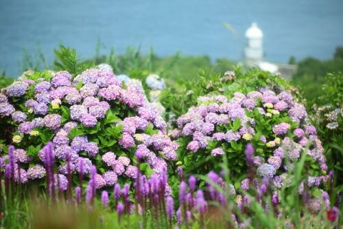 関崎海星館のあじさい 大分のイベント 祭り 九州の最新情報なら ふくおかサポートねっと