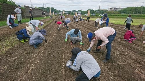 クロダマル　種まき体験