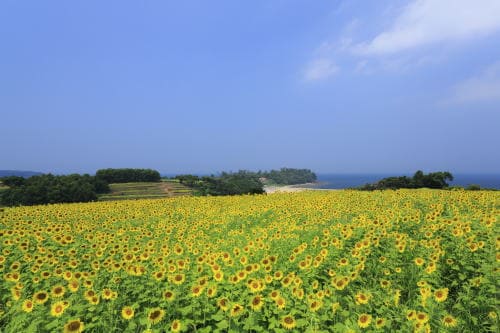 長崎鼻のひまわり