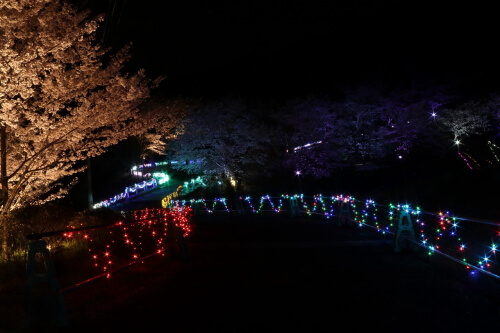 夜桜お八