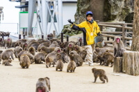 高崎山自然動物園のサル