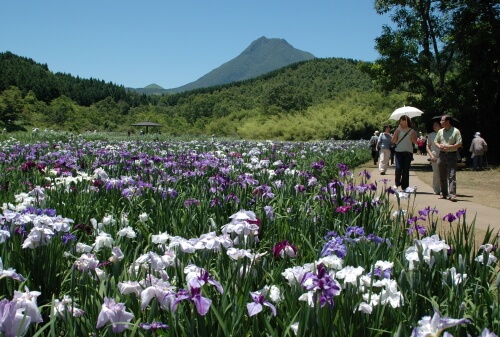 神楽女湖の花菖蒲
