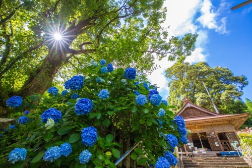 宝八幡宮の紫陽花