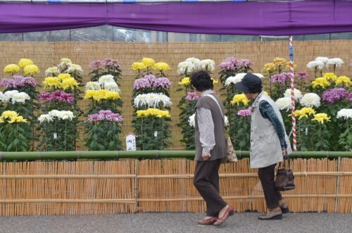 双葉の里菊花展