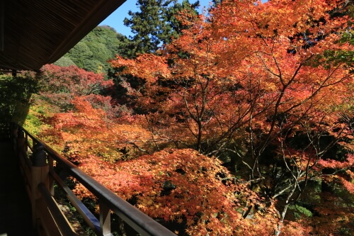 両子寺の紅葉