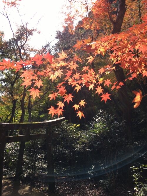 白馬渓の紅葉