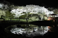 吉四六ランドの夜桜