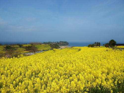 長崎鼻の菜の花