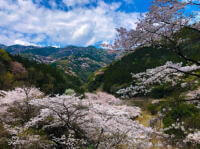 津久見の山桜