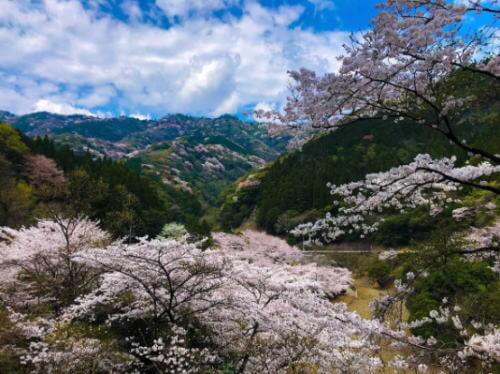 津久見の山桜