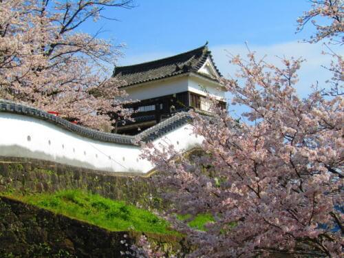 臼杵城址の桜