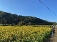 ひまわりフェスタ「二孝女の里 Sunflower Road」