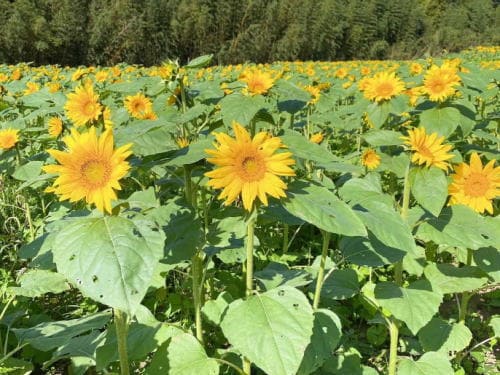ひまわりフェスタ「二孝女の里 Sunflower Road」