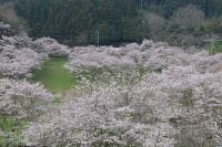 安岐ダムの桜