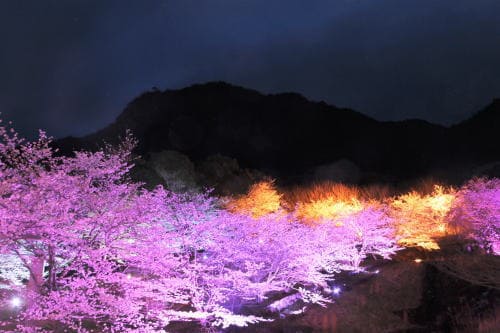 夜桜お八