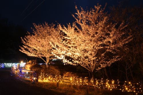 夜桜お八