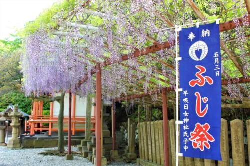 早吸日女神社の藤