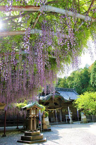 早吸日女神社の藤