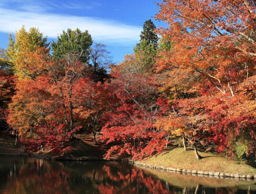 用作公園の紅葉