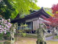 長安寺のシャクナゲ