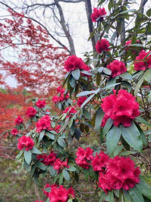長安寺のシャクナゲ