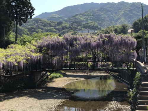 西寒多神社の藤