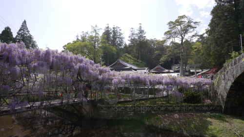 西寒多神社の藤