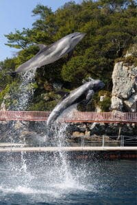 つくみイルカ島 イルカッパフォーマンス
