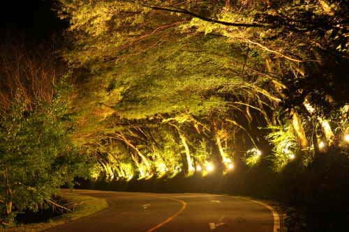 暗闇に浮かび上がるひさしもみじ