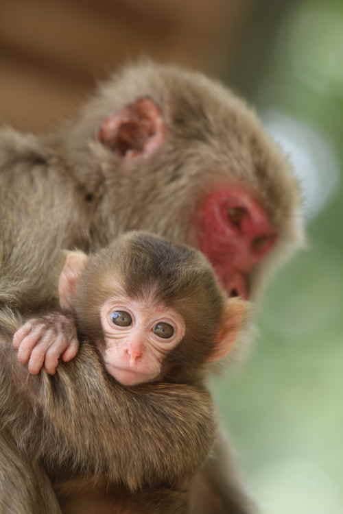高崎山自然動物園のサル