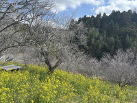 吉野梅園