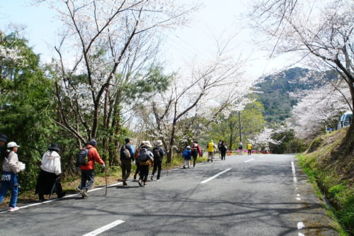 八面山桜ウォーク
