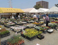 おおいた人とみどりふれあいいち