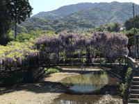 西寒多神社のフジ