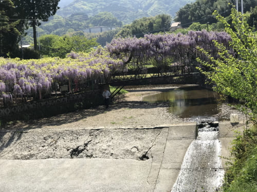 西寒多神社の藤