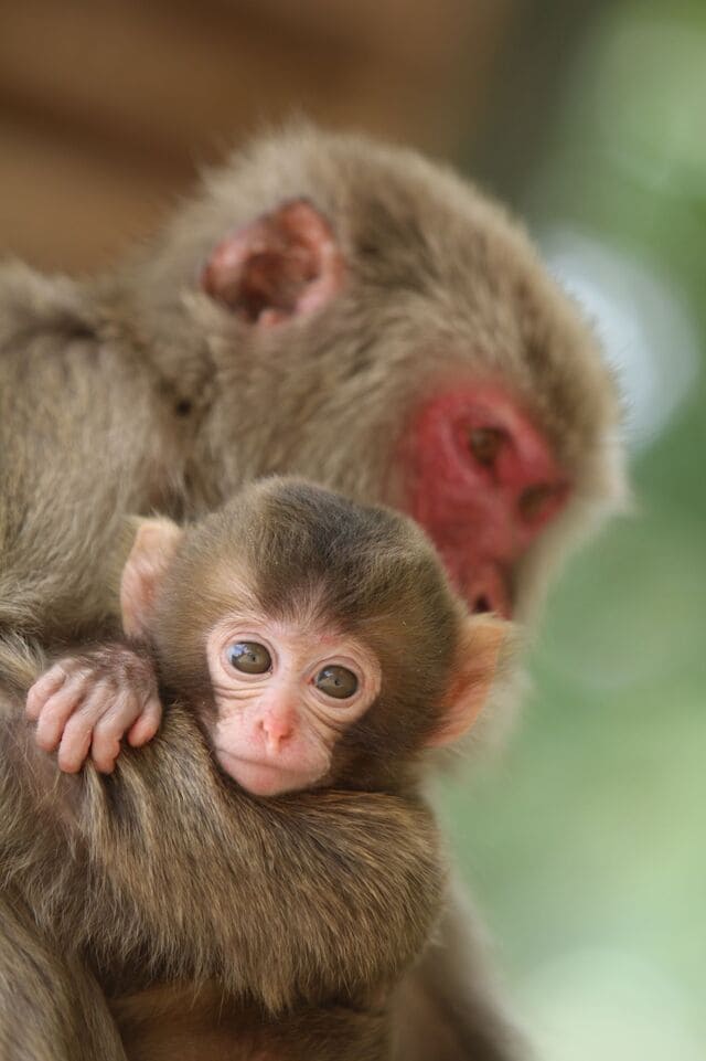 高崎山自然動物園のサル